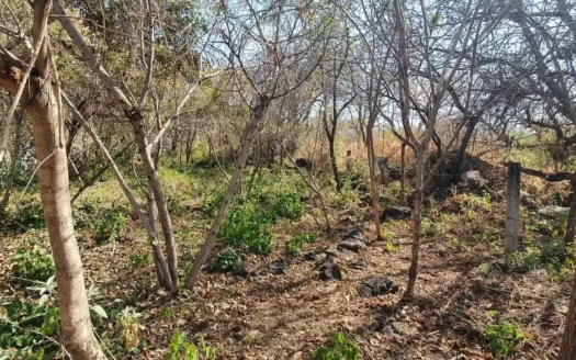 LOTE VENTA PEDREGAL SANTIAGO TEPETLAPA