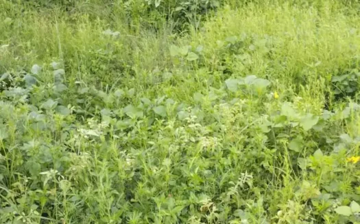 TERRENO VENTA RANCHO SAN FRANCISCO SANTILLAN